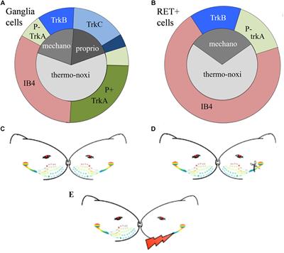 Dependence of Neuroprosthetic Stimulation on the Sensory Modality of the Trigeminal Neurons Following Nerve Injury. Implications in the Design of Future Sensory Neuroprostheses for Correct Perception and Modulation of Neuropathic Pain